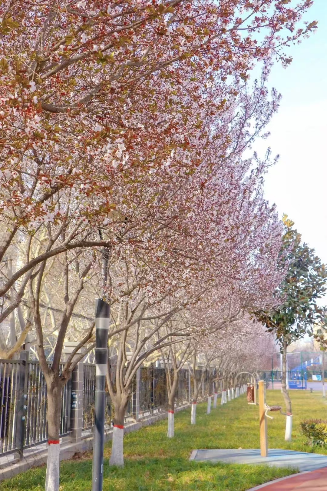 你好，陕财邀你一起赏花！